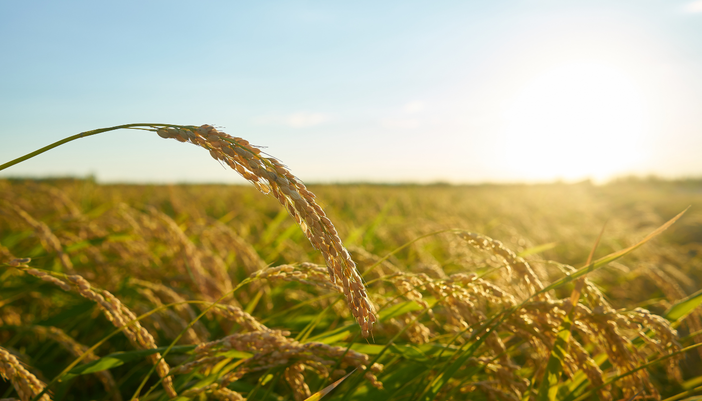 Hạt gạo Việt Nam: Tinh hoa từ đồng lúa trải dài đất nước Việt Nam